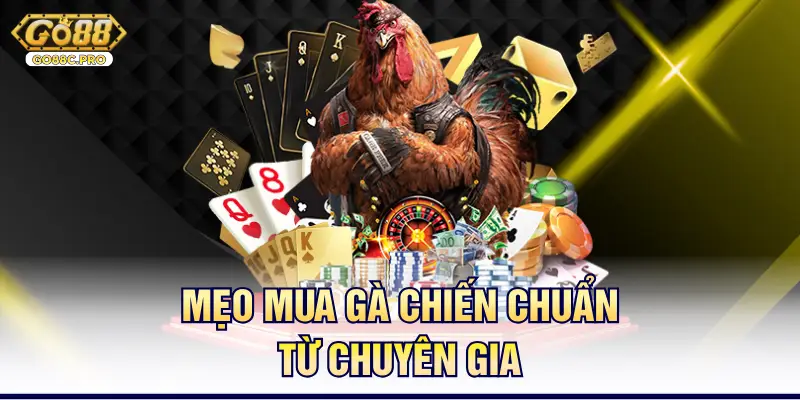 Mẹo mua gà chiến chuẩn từ chuyên gia